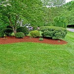 Kelly's Landscaping After Mulching and Pruning